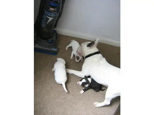 3 English Bullterrier puppies for Sale