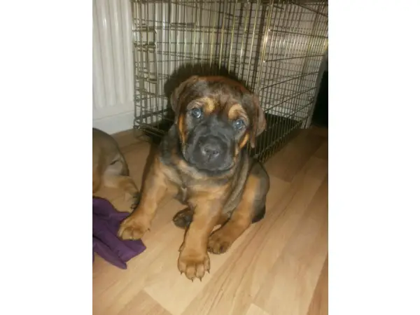 Bull Mastiff Puppies For Sale