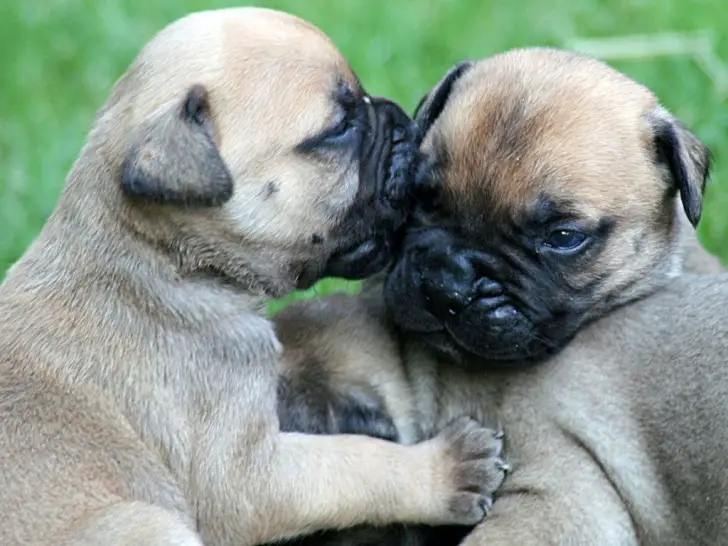 Bull Mastiff Puppies Available For Sale
