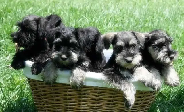 Beautiful Snauzer Puppies For Sale
