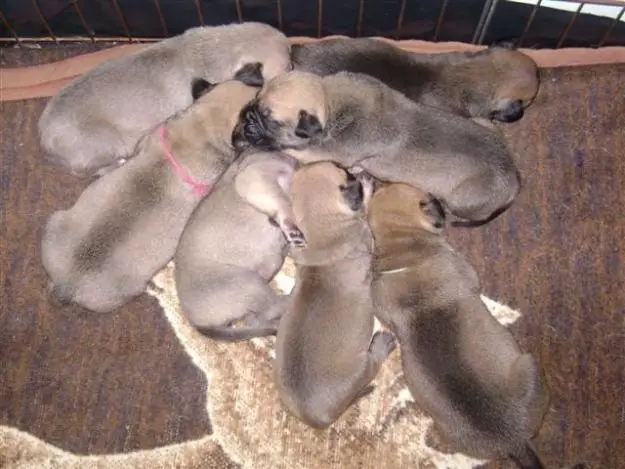 Bull Mastiff Puppies Available For Sale