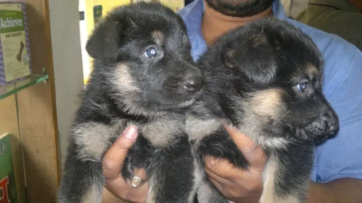 German Sheperd Puppies For Sale