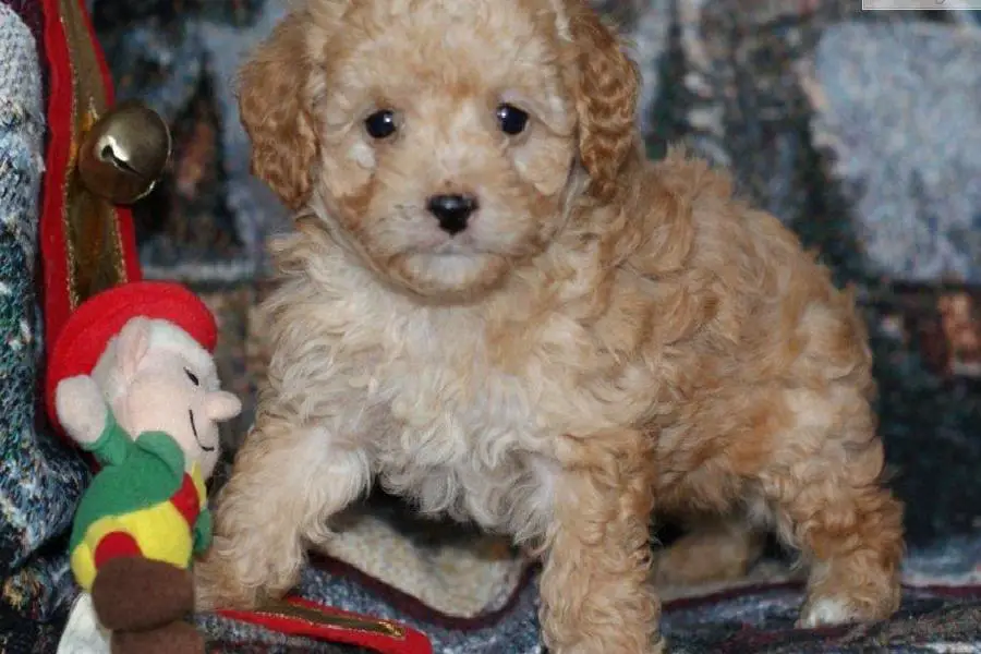Gorgeous Cockapoo Puppies For Sale