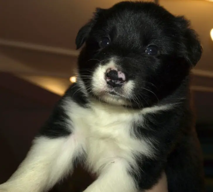 Gorgeous Collie Puppies for Sale