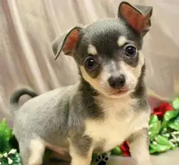 Short Coat and Long Coat Chihuahua puppies available