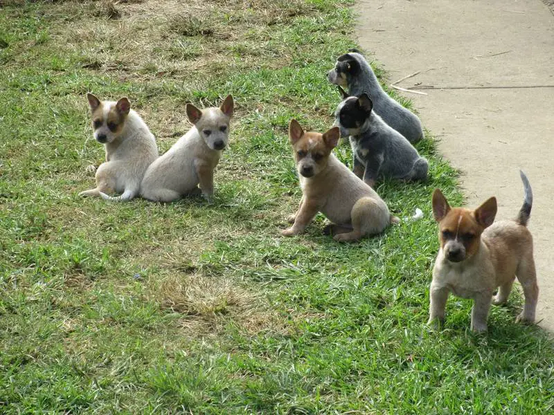 CATTLE PUPS