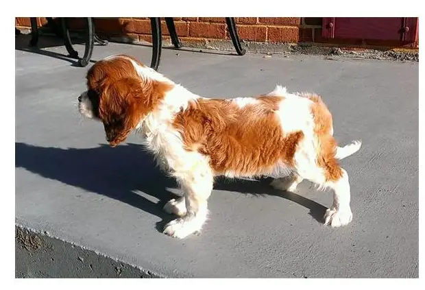 Tri-colour Cavalier King Charles spaniels for caring home