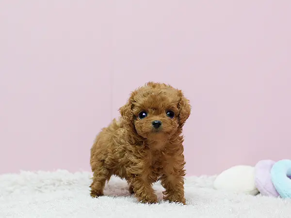Miniature french poodle puppies!