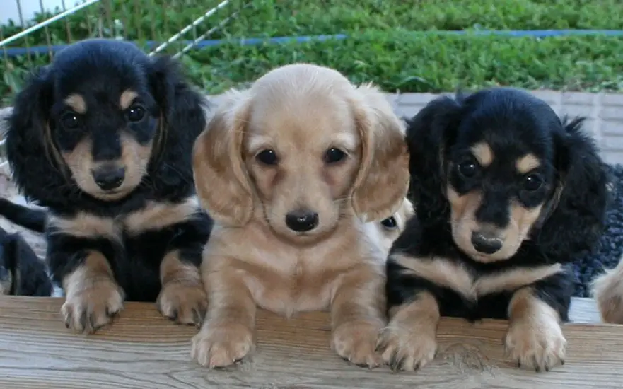 Daschund puppies puppies for new home