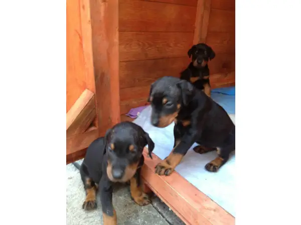 Beautiful Doberman pedigree puppies for sale