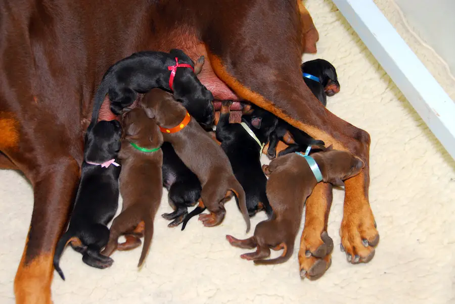 Doberman Puppies Available Now at Very Good Prices.