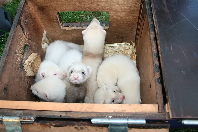Home Raised ferrets Now Ready for New Families.