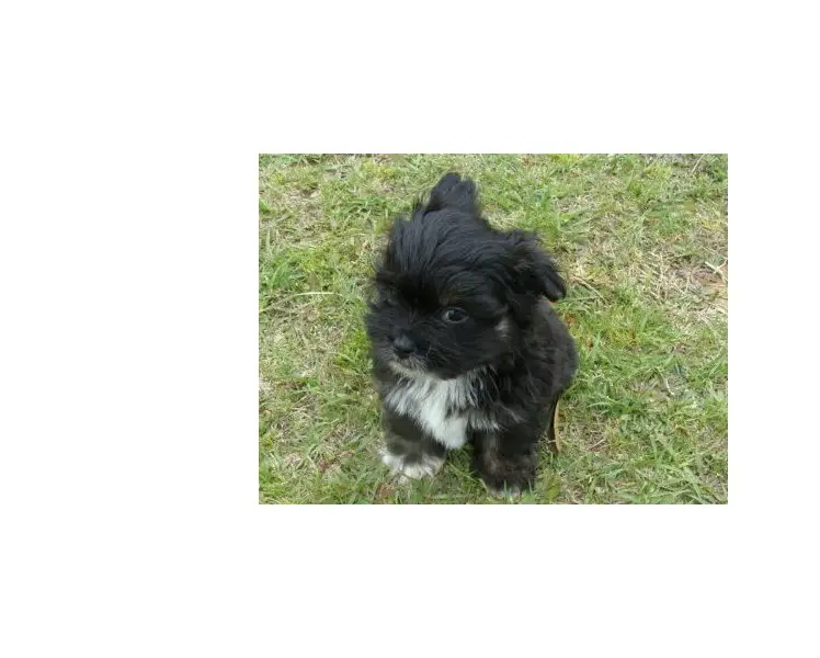 Havanese puppies