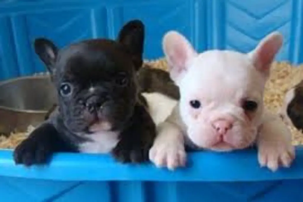 French Bulldogs for sale