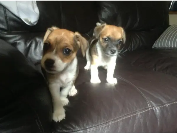 Beautiful tri coloured miniature jack Russell puppies