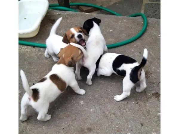 Jack Russel puppies for sale