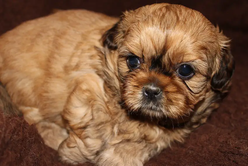 sweet baby shih tzu