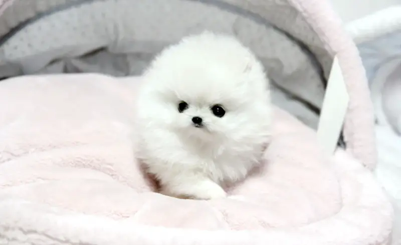 TEA CUP POMERANIAN PUPPIES AVAILABLE