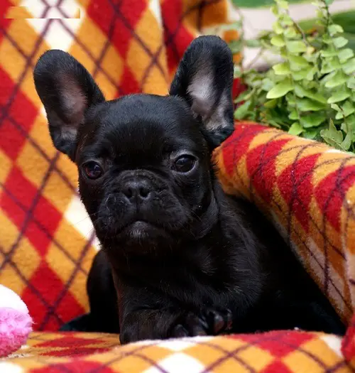 Cute French Bulldogs Available For Sale