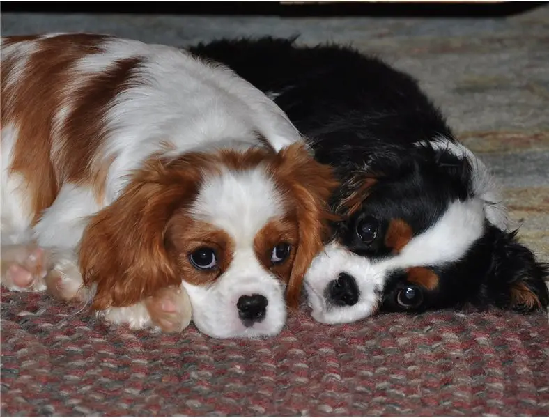 Cute Cavalier King Charles Spaniel puppies for sale