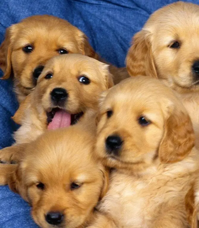 GOLDEN RETREIVER , LABRADOR Puppies for Sale.