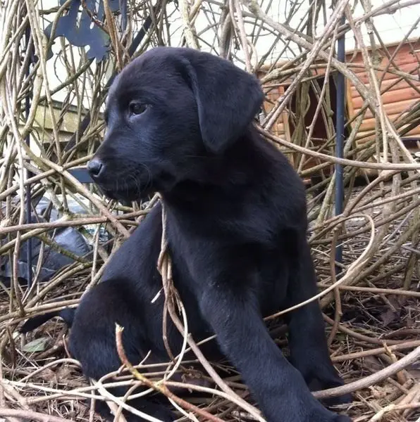 Purebred Chocolates and Black Labrador puppies(smaller stocky)