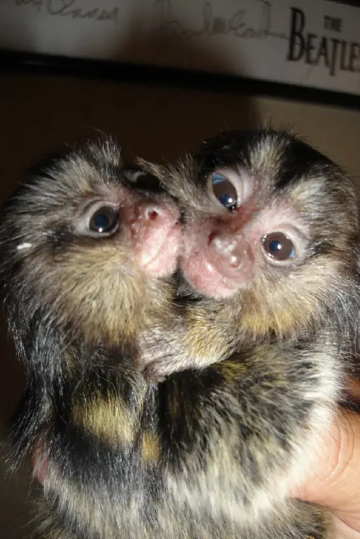 Very tame, Portable, Friendly and Loveable, Affordable Baby Marmoset Monkeys