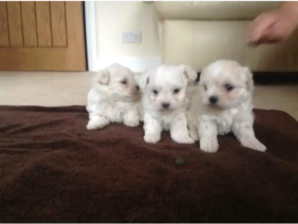 MALTESE PUPPIES