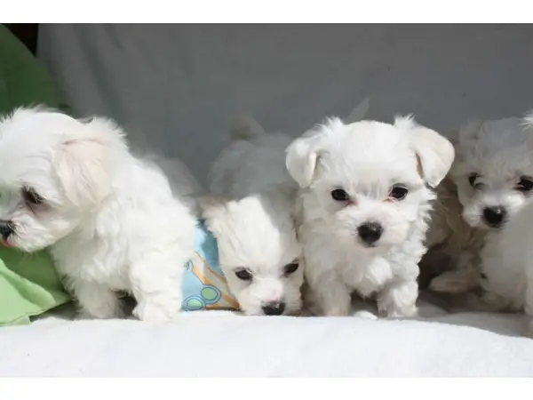 Maltese pure bred puppies