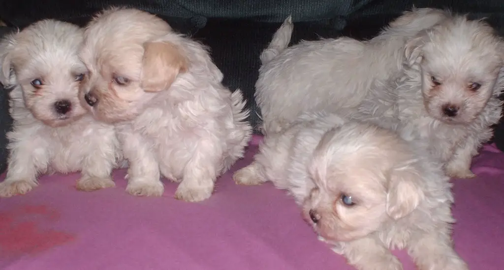 Adorable,Affectionate and Obedient Male and Female Maltese Puppies for a Loving Homes Only.