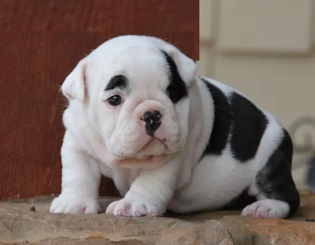 Pedigree Quality Bulldog puppies presented by an experience fam