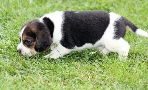 Breed:  Beagle