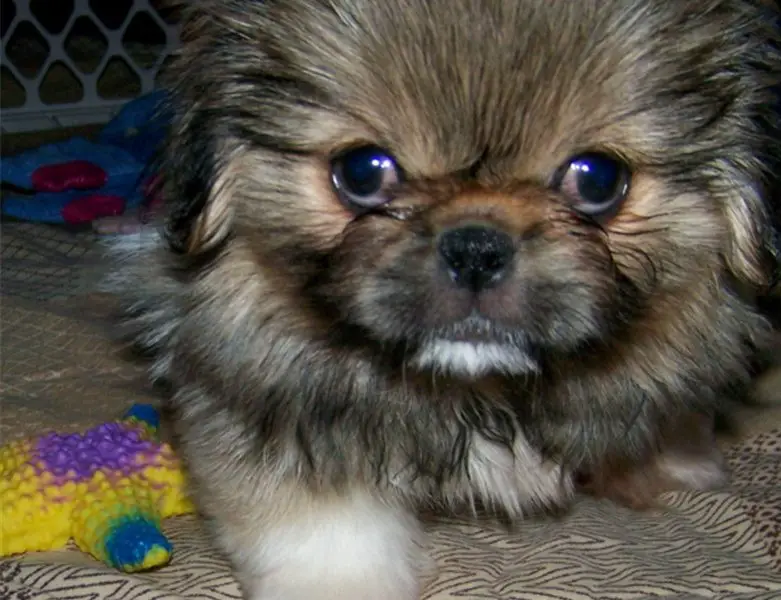 Pekingese puppies for new homes