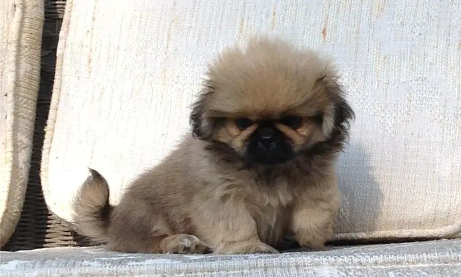 Pekingese puppies for new homes