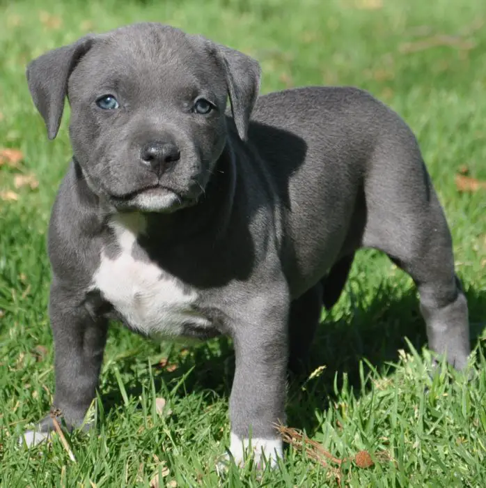 List 93+ Images Pitbull Puppies For Sale Near Me Free Completed 12/2023