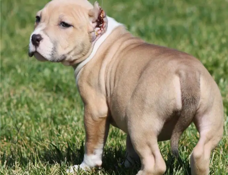 American pitbull puppies for sale