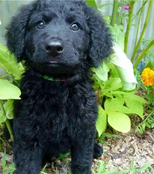 Portuguse water dog puppies