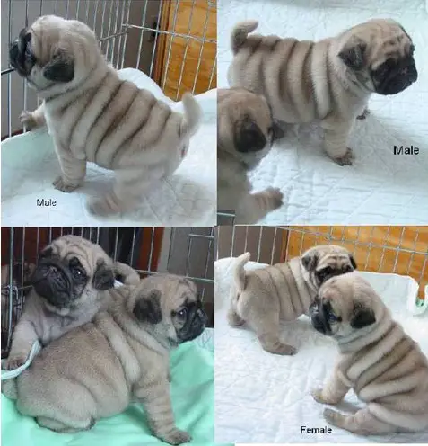 STUNNING PUG PUPPIES FOR SALE. (1800Rands)