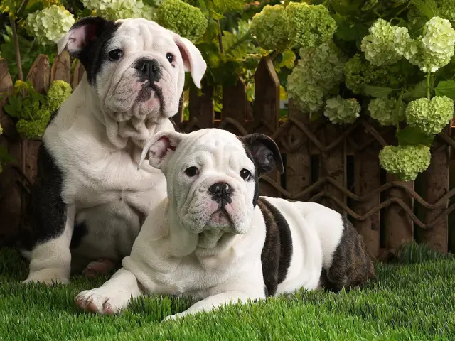 Top quality English bulldog puppies for sale !!!!