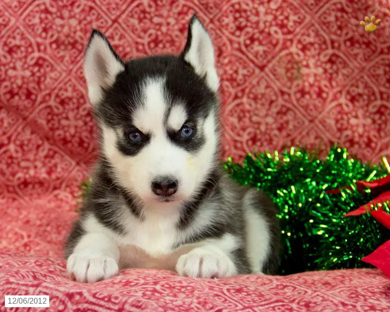 Incredible siberain husky puppies available for good homes