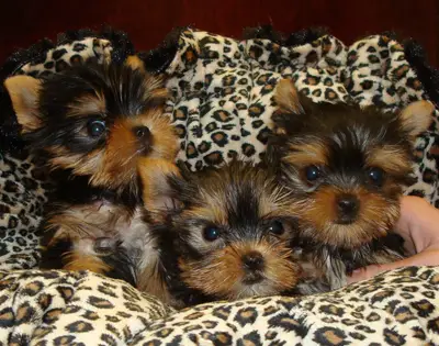 Doll Face Teacup Yorkie Puppies For Sale