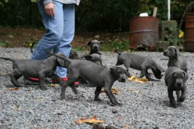 Blue and Black Great Dane Puppies