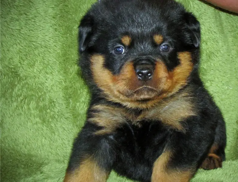 Beautiful Rottweillers puppies for great homes