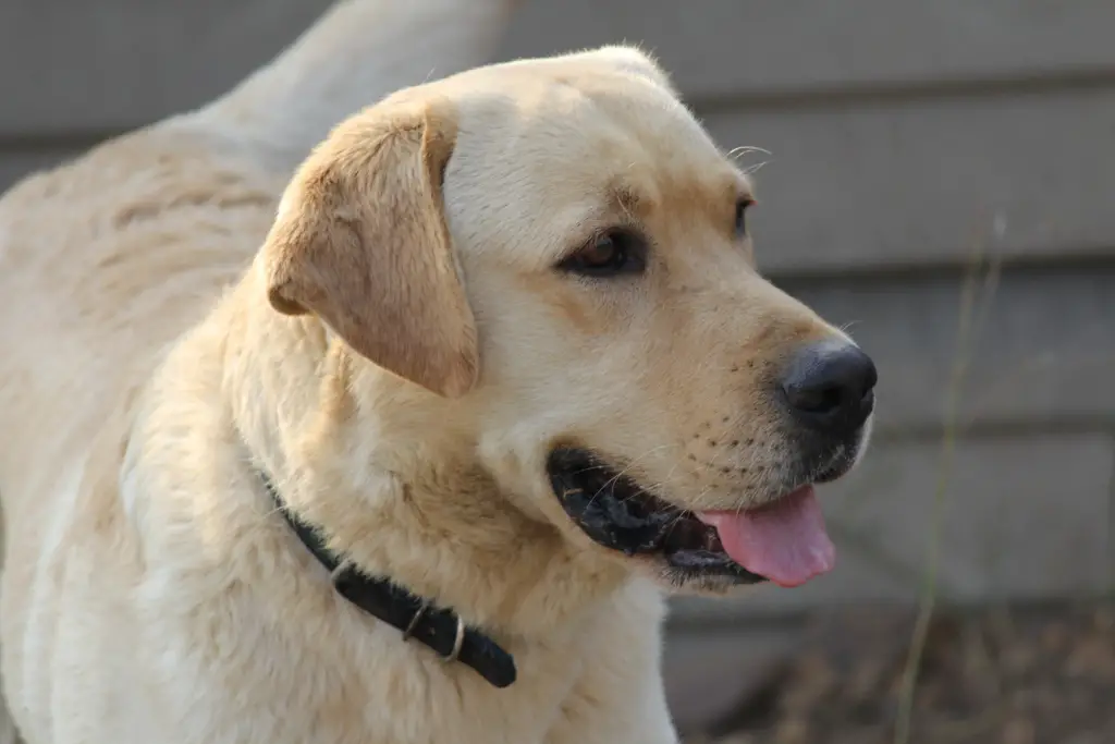 KUSA Registered Labrador Retriever puppies for sale