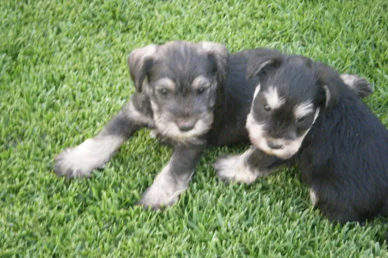 Registered Miniature Schnauzer Pups