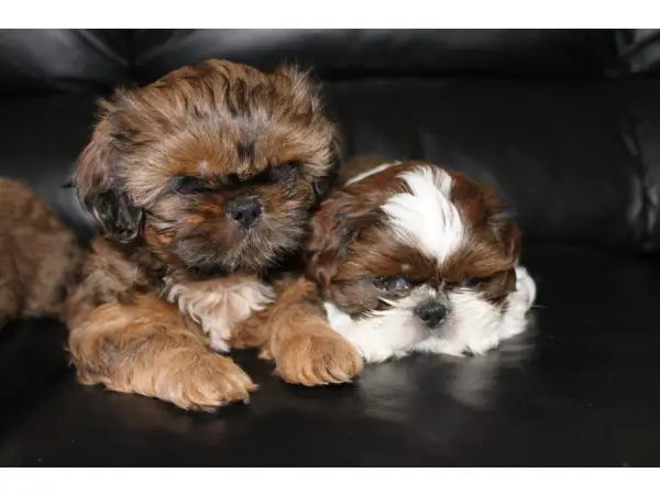 Shih Tzu Pups