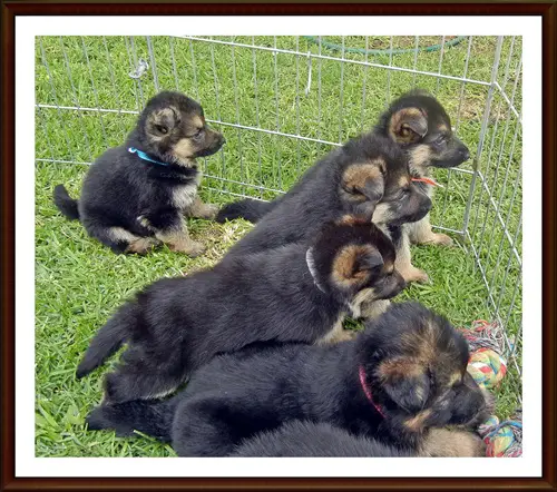 German Shepherd Puppies