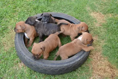 house puppies for sale