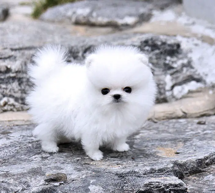 Amazing Micro White Pomeranian Puppies Available
