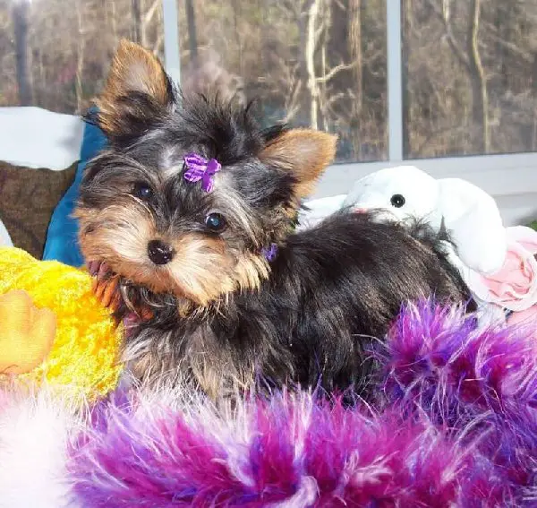 Adorable  Teacup Yorkie Puppies for Re-homing